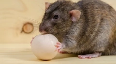 Este posibilă alimentarea șobolanului cu ouă fierte sau crude